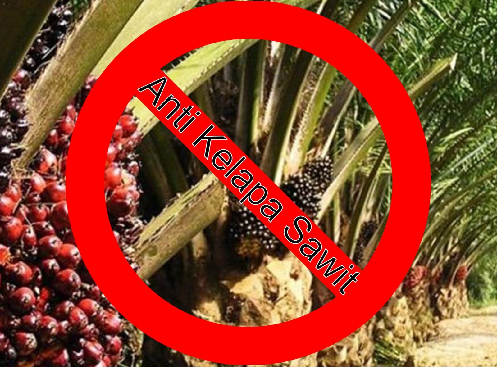 Indonesia – Malaysia Sebut Kampanye Anti Kelapa Sawit Tidak Berdasar