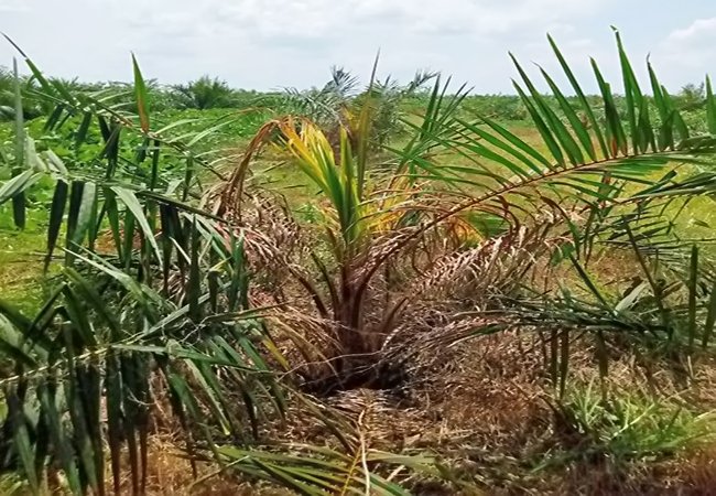 Pohon Sawit di Unit Bah Jambi PTPN4 Mengering, Diduga Diracun OTK