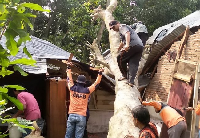 Akibat Ditimpa Pohon, Dua Rumah Ambruk dan Penghuni Pingsan