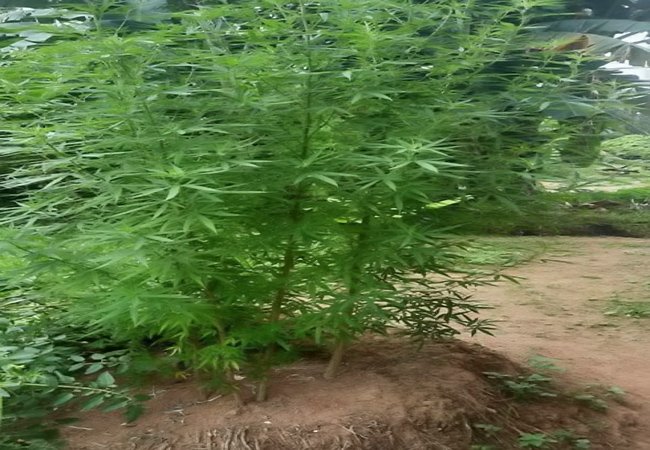 Nekat Tanam Ganja di Rumahnya, Suheri Diciduk Polisi