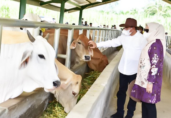 Tinjau Lumbung Ternak, Gubsu Sebut Palas Didesain Belanda Untuk Pertanian