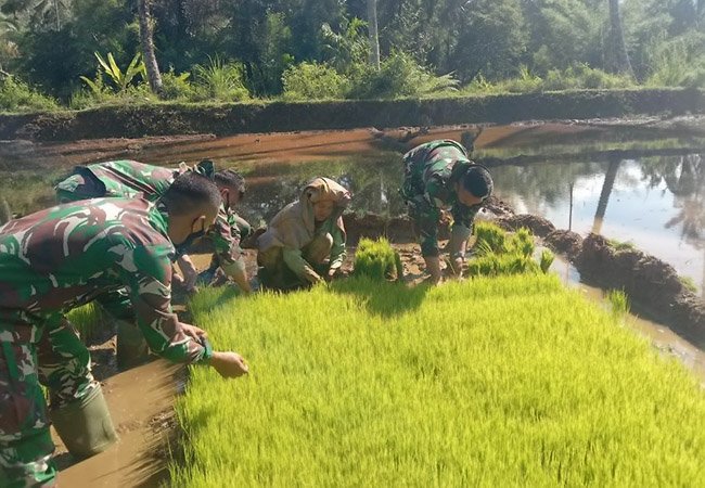 Dongkrak Ketahanan Pangan, Satgas TMMD ke-111 Kodim 0212/TS Tanam Padi Bersama Warga