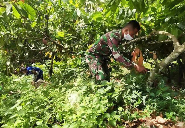 Wujudkan Kesejahteraan Warga, Satgas TMMD Kodim/TS Bantu Bersihkan Tanaman Coklat