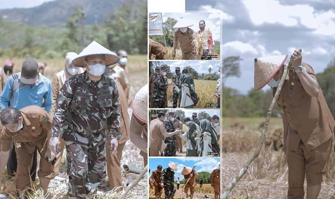 Wali Kota Padangsidimpuan Hadiri Panen Padi di Desa Aek Najaji
