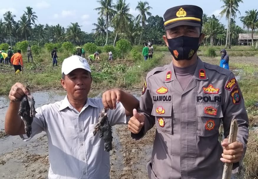 Polsek Air Joman Berburu Tikus di Ladang Padi