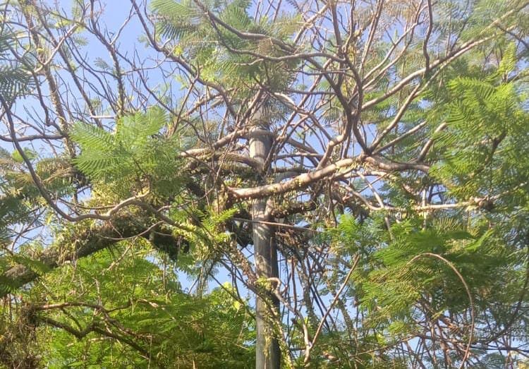 Tiang Listrik PLN Bisa Hilangkan Nyawa Pengguna Jalan: Kami Akan Survey