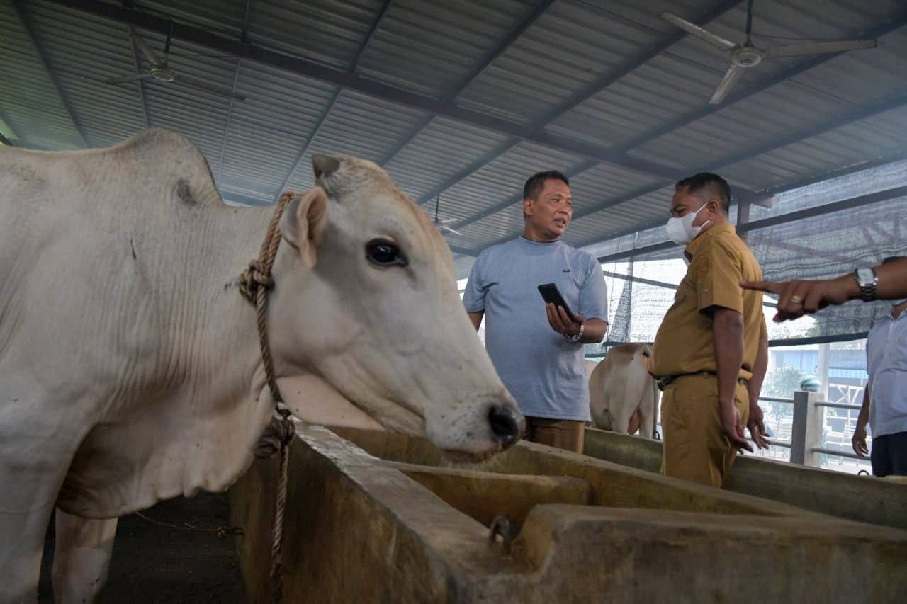 Tinjau Ternak Lembu, Bupati Sergai Minta Jangan Panik