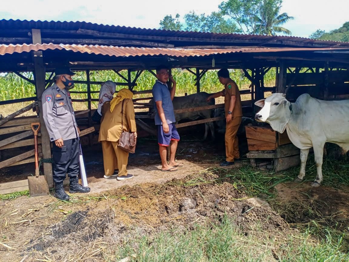 Polres Sidempuan Imbau Peternak Segera Laporkan Temuan PMK