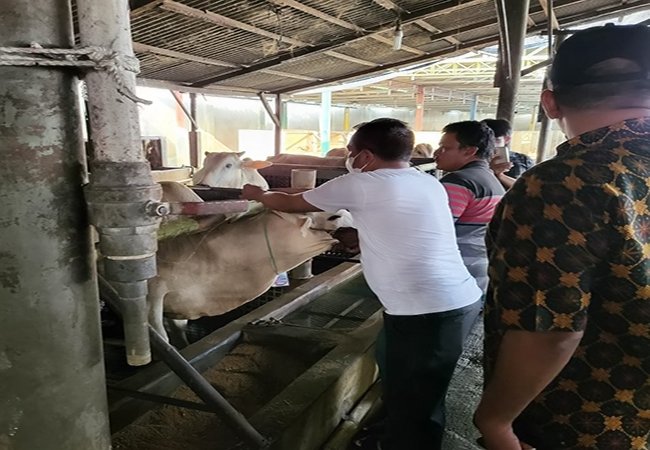 61 Ekor Sapi Siap Disebar ke-17 Kecamatan se-Sergai