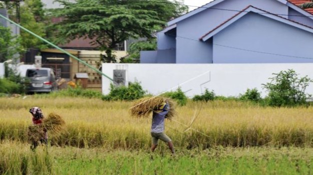 Lahan Sawah Menyempit, Dinas Pertanian Tapsel Pertahankanya Dengan Perda LP2B