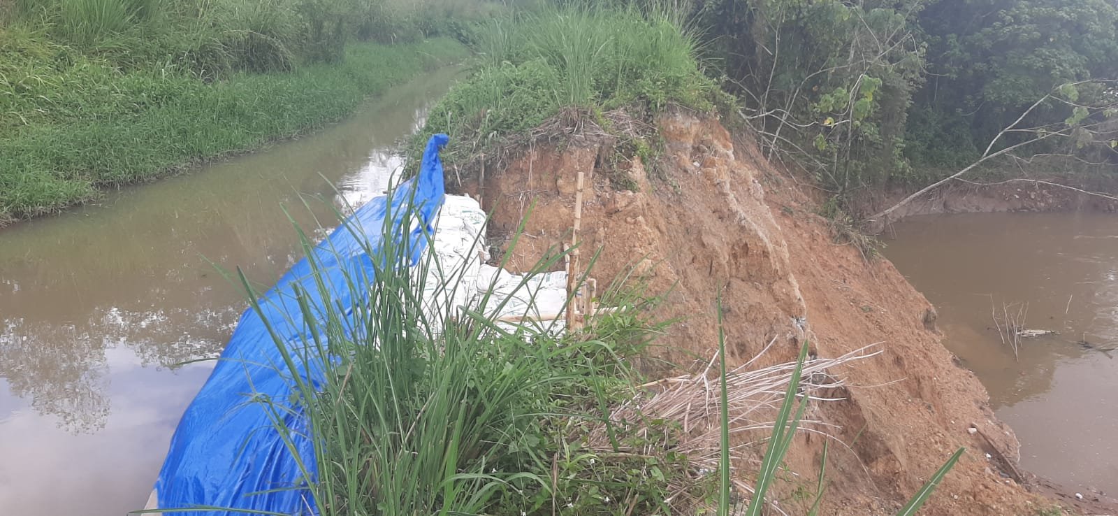 Irigasi Jebol, 4.000 Hektar Sawah Tapsel dan Madina Terancam Gagal Tanam