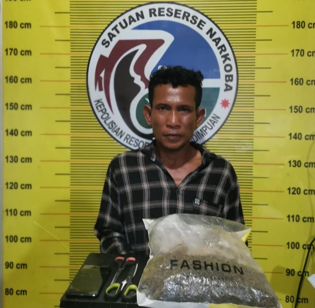 Miliki 650 Gram Ganja, Residivis Kasus Narkoba Kembali Ditangkap Polres Sidempuan