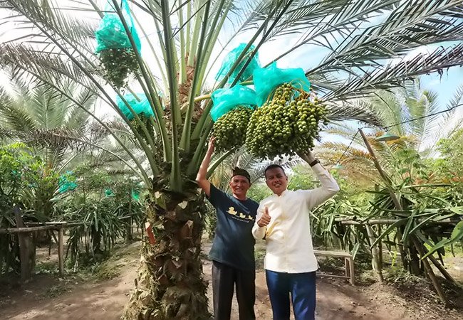 Pohon Kurma di Karo Berpotensi Dongkrak Ekonomi Sumut