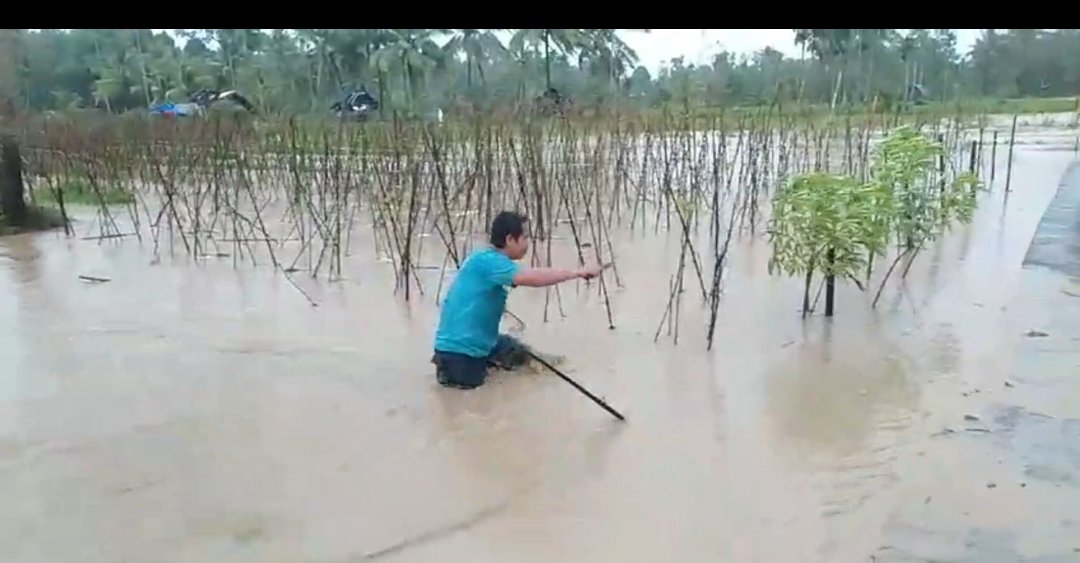 Akibat Banjir Pendangkalan Sungai, Petani Desa Sipangko Tapsel Gagal Panen