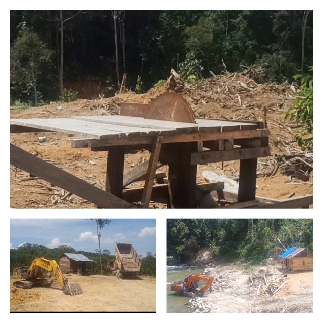 Miris! Maraknya Perambahan Hutan illegal Loging Di SDH Kab. Tapsel