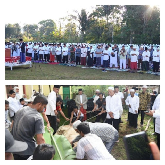 Usai Sholat Idul Adha, Bupati Tapsel Tinjau Kurban Di Arse