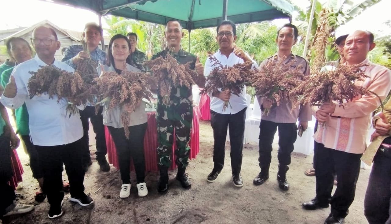 Wakil Bupati Simalungun Hadiri Panen Perdana Tanaman Sorgum