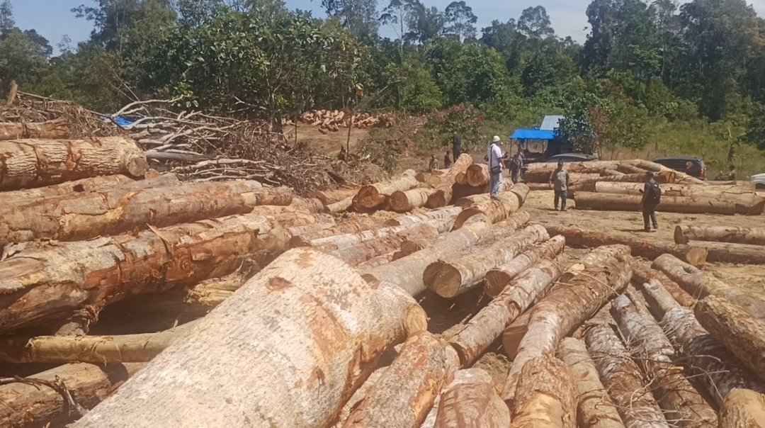 Oknum BPPHP ll Medan Diduga Terima Upeti Rambah Hutan SDH Tapsel dari Pengusaha