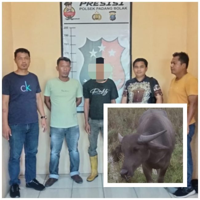 Nekat Curi Kerbau, Pria Warga Simangambat Paluta Meringkuk di Jeruji Besi