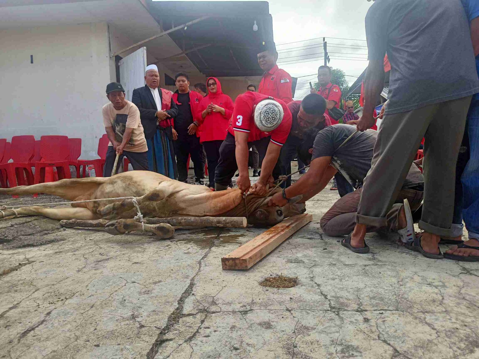 Idul Adha 2023, PDIP Tabagsel Sembelih 5 Ekor Sapi, Taty: 