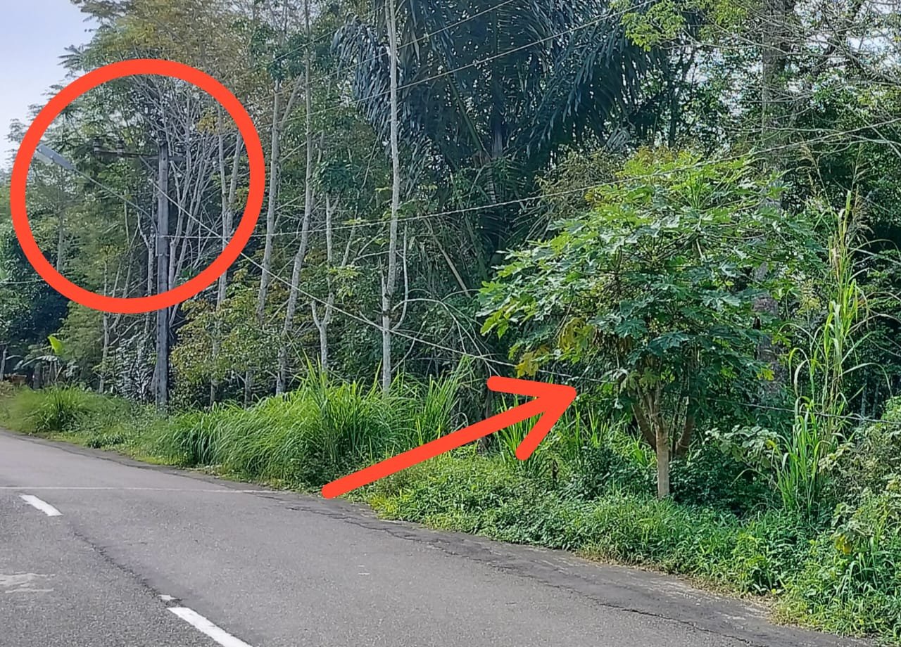 Bahaya Kabel Listrik Menjuntai Ke Tanah, PT PLN Diduga Abaikan Keselamatan Warga
