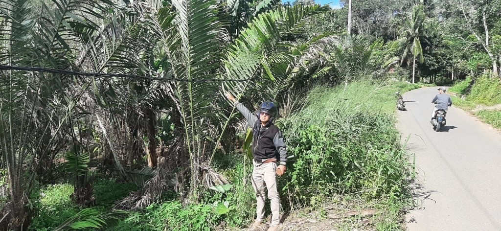 Bahaya Ancam Nyawa, Kabel PLN di Tapsel Nyaris Sentuh Tanah