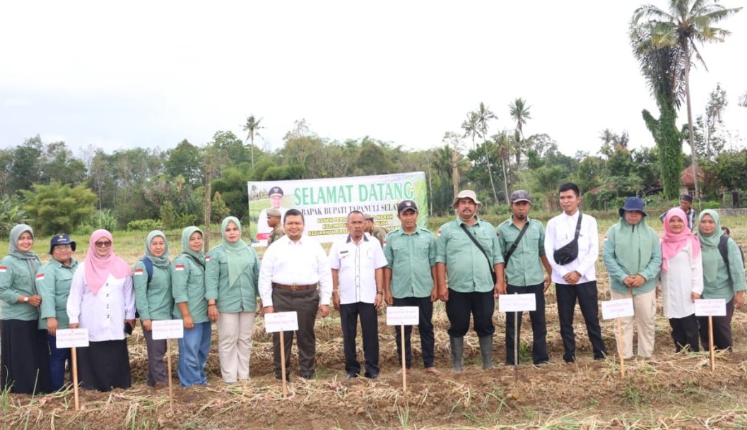 Kembangkan Bibit Tanaman, Bupati Tapsel dan Koptan di Arse Panen Bawang Merah