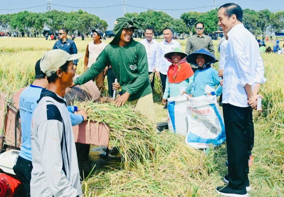 Tinjau Panen Raya di Indramayu, Presiden Akui Harga Gabah Padi Naik