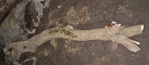 Diduga Gangguan Jiwa, Ayah di Kota P.Sidimpuan Tewas Dipukul Putranya 