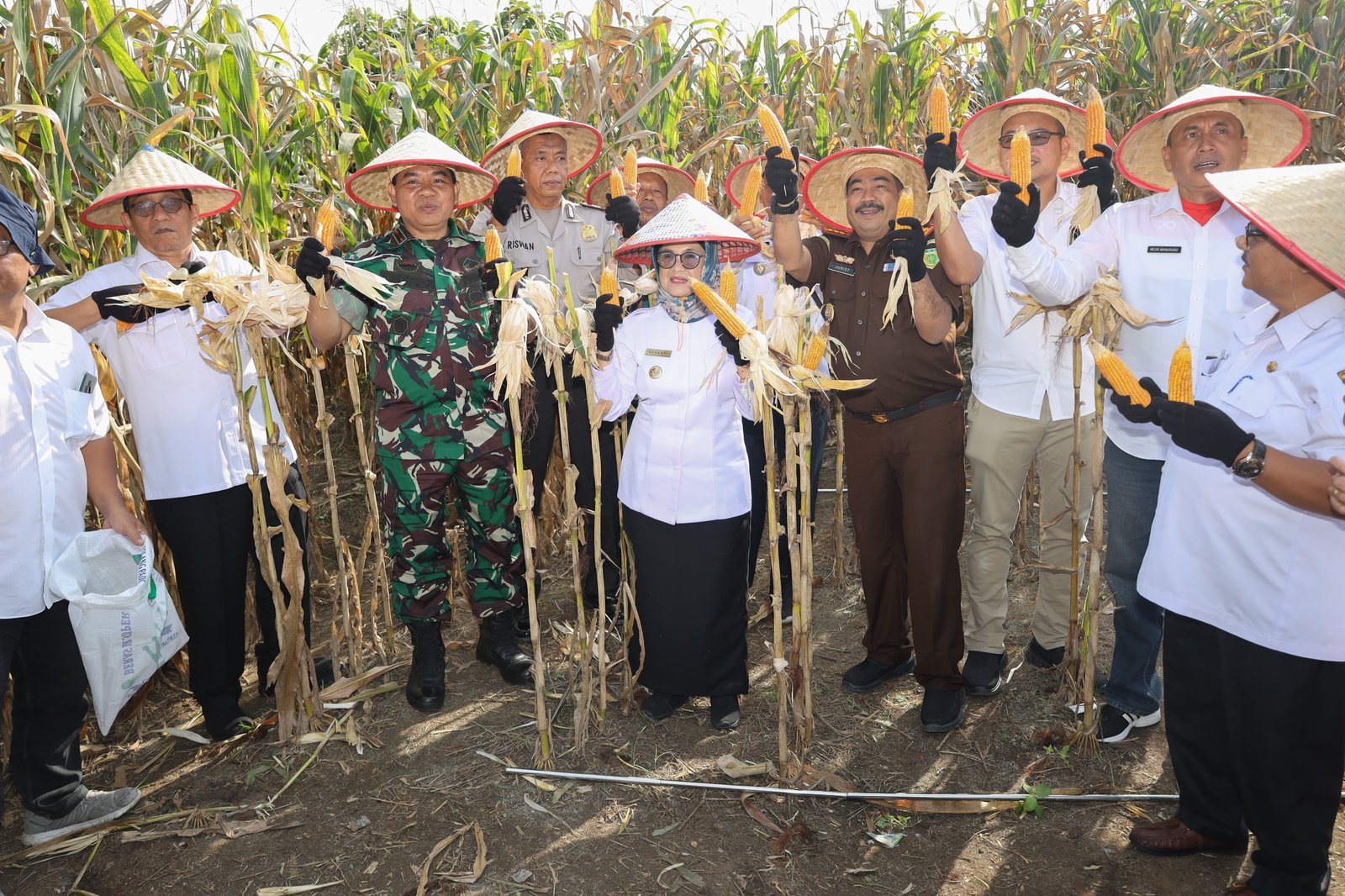 Wali Kota Siantar Panen Jagung Bersama Kelompok Tani
