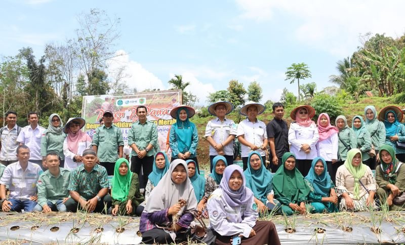 Bupati dan Ketua TP PKK Tapsel Panen Bawang Merah Bersama Koptan Desa Simaninggir