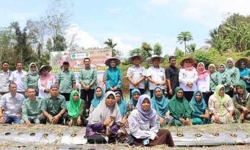 Bupati dan Ketua TP PKK Tapsel Lakukan Panen Perdana Bawang Merah Bersama Koptan Desa Simaninggir