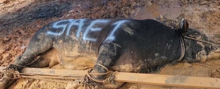 Rayakan Idul Adha 1445 H, PT SAE Group Batang Toru Bagikan 3 Sapi Qurban