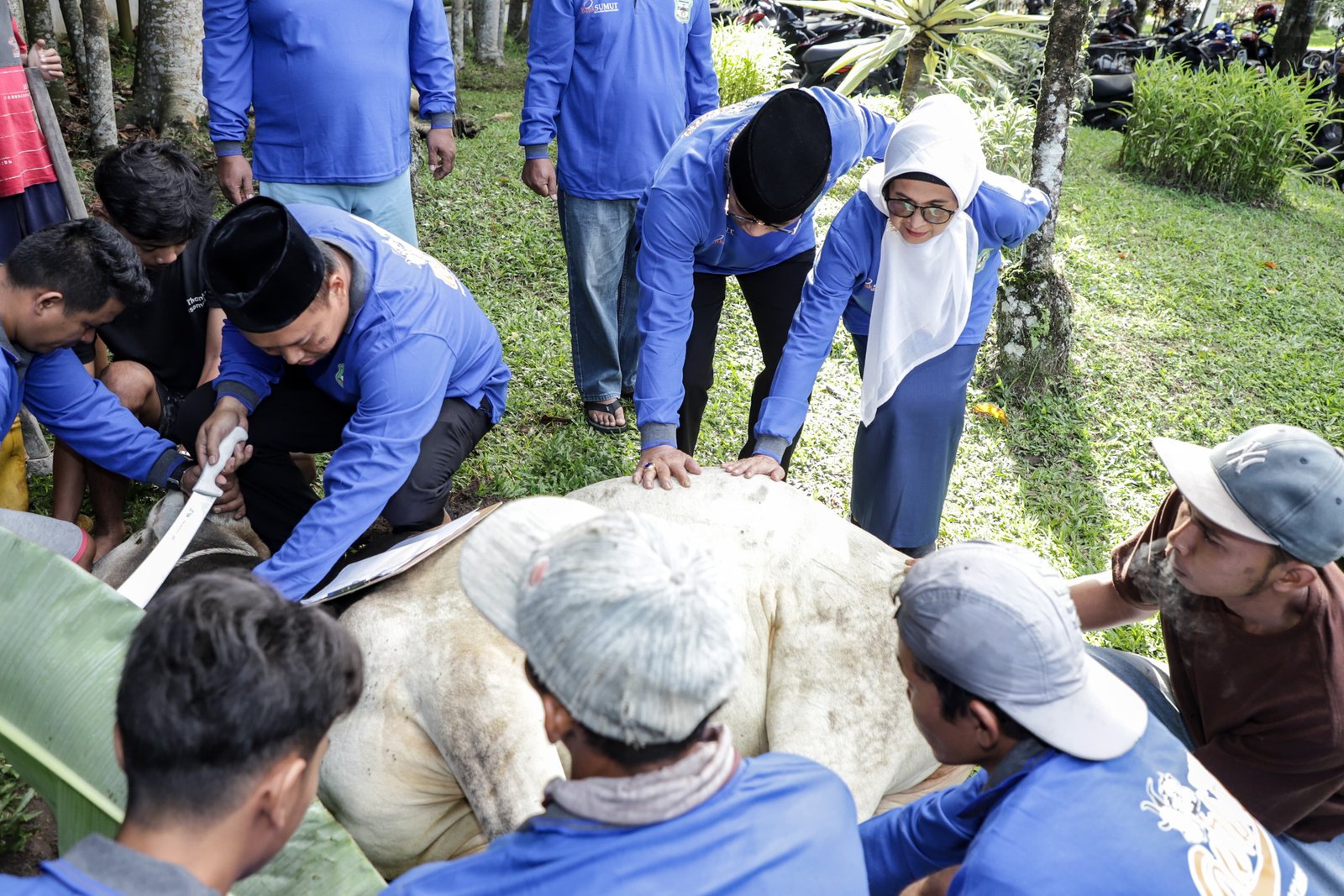 Idul Adha 1445 H, Pemko Pematangsiantar Sembelih Hewan Kurban 7 ekor Sapi