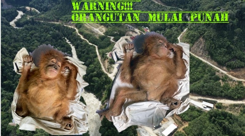 Miris! Orangutan Tapanuli Ditemukan Mati, PT NSHE \'Diprotes Keras\' Tidak Ramah Habitat