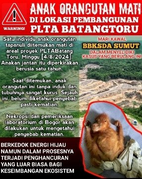 Dinilai Bungkam, PT NSHE Dianggap Abaikan Kematian Seekor Anak Orangutan