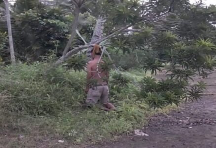 Misteri Pria Paruh Bayah Tergantung di Pohon Kecil Diduga Dibunuh