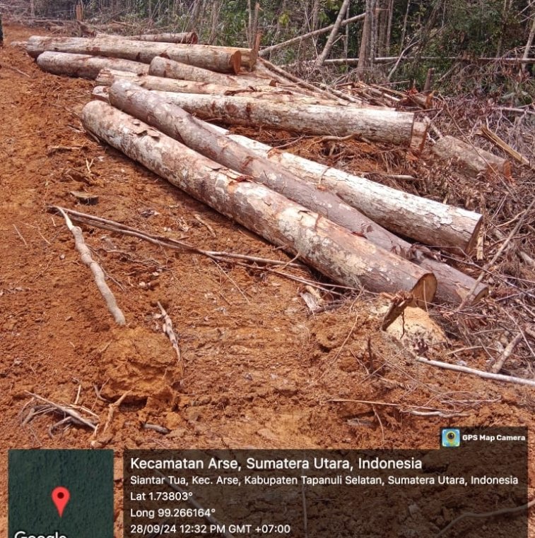 Parah!! Ilegal Logging Kembali Marak di Arse Kabupaten Tapsel
