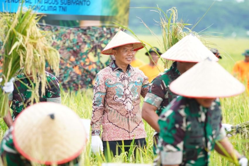 Pemkab Langkat Dukung Panen Raya Padi Kodam I/BB untuk Perkuat Ketahanan Pangan