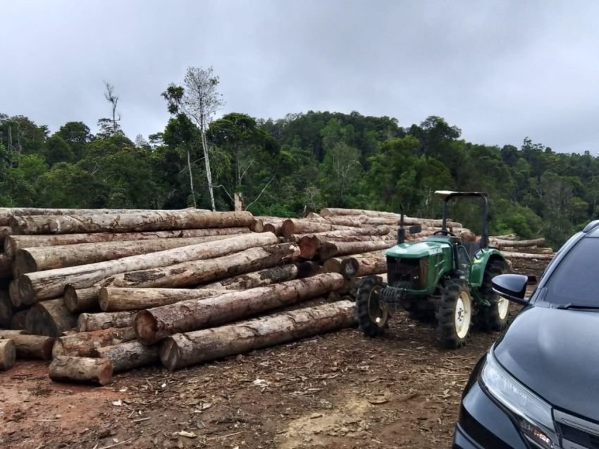 JPIK Ungkap Modus Manipulasi Kayu, PHAT Anggara Ritonga Dibekukan
