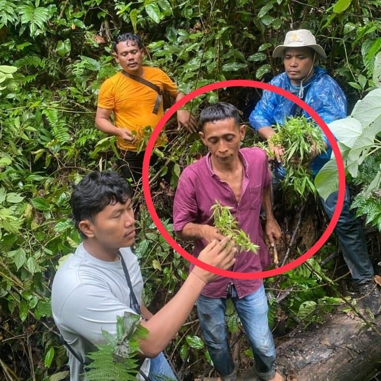 Tanam Ganja di Kebun Sawit, Petani di Tapsel Ini Malah ‘Dipanen’ Polisi