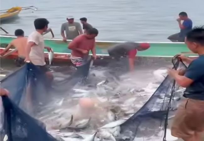 Viral di Medsos, Warga Pukat Ikan di Laut Lasolo Konut Tuai Pujian: Ikan Masih Melimpah dan Segar