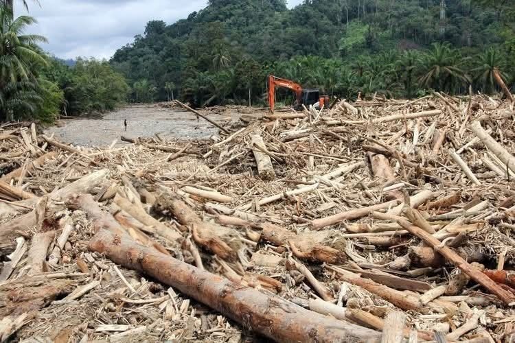 Mahmudin Bantah Terlibat Dalam 7 Entitas yang Disegel Kemenhut: &ldquo;Perusahaan Saya Sudah 3 Tahun Tidak Beroperasi&rdquo;