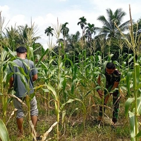 Prajurit Turun ke Ladang, Satgas TMMD ke-127 Bantu Warga Panen Jagung di Angkola Sangkunur