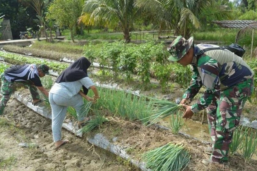 Panen Kebersamaan di Sangkunur, Satgas TMMD Bantu Warga Petik Daun Bawang Prei