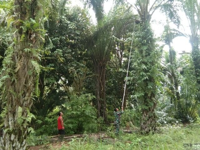 Prajurit Kodim 0212/TS Turun ke Kebun, Bantu Panen Sawit di Tapsel