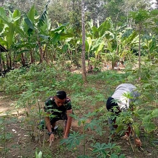 Personel Satgas TMMD 127 Kodim 0212/Tapsel Bantu Warga Bersihkan Kebun Singkong Warga