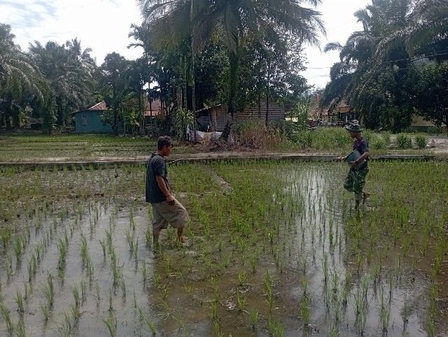 Pupuk Harapan di Sawah Sangkunur, Satgas TMMD 127 Dampingi Petani Jelang Ramadan