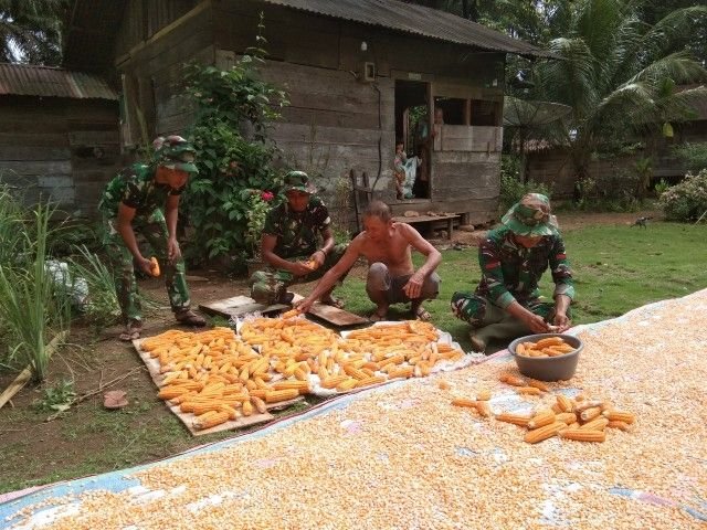 Percepat Pascapanen, Prajurit TMMD Turun Tangan Jemur Jagung Warga