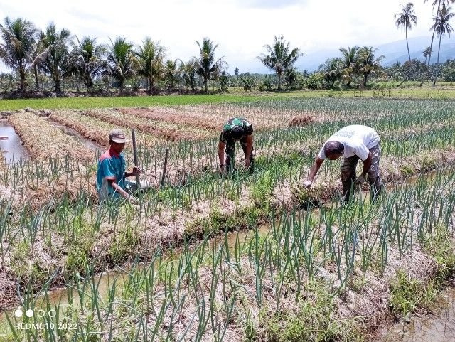 Bukan Hanya Bangun Jalan, Satgas TMMD Ikut Bantu Merawat Sawah Warga